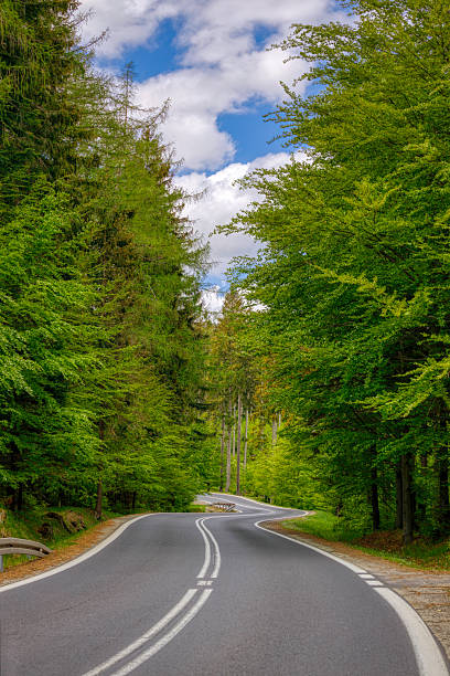 A tranquil forest road winds through dense green trees on a sunny day, inviting exploration and a sense of calm and adventure.
