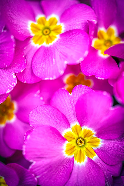 Close-up of vivid magenta primrose blossoms with bright yellow centers, densely clustered to create a lush, jewel-toned embrace. The macro shot emphasizes delicate petals, soft texture, and sunny contrast, evoking warmth, vitality, and springtime garden beauty.