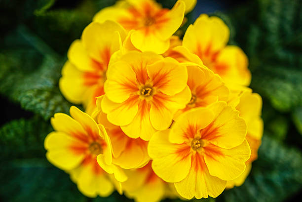 Beautiful yellow common cowslip, cowslip primrose, primula veris, on soft green blurred background, selective focus