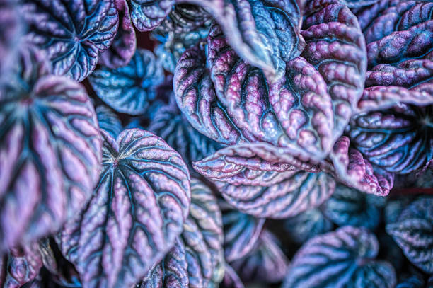 Close-up of iridescent purple and blue leaves, their crinkled surfaces and bold veins forming a hypnotic pattern. A lush, artistic plant detail that conveys vibrancy, exotic beauty, and natural texture for bold botanical imagery.