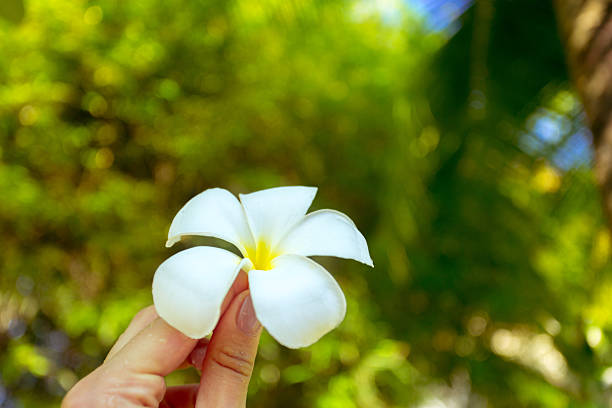 A person presents a delicate white flower with yellow accents in a sunny green area.