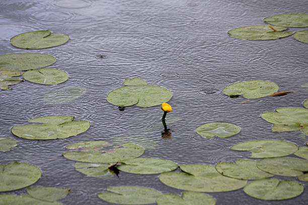 A yellow water lily bud