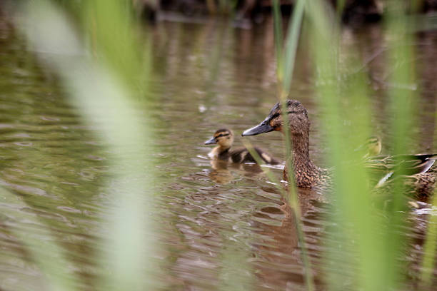 A duckling and a duck in the water