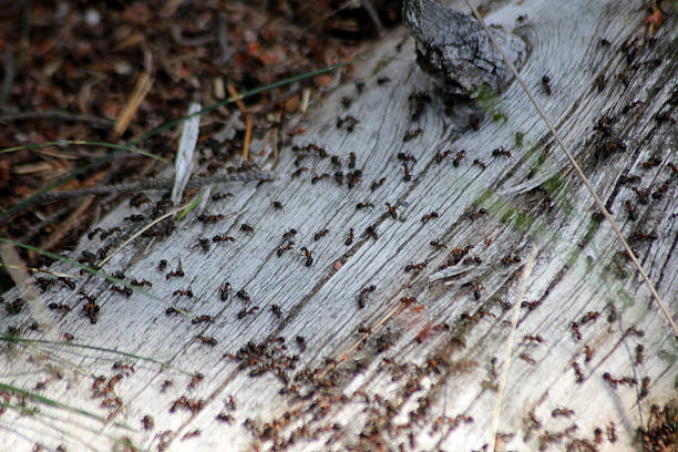 A lot of ants