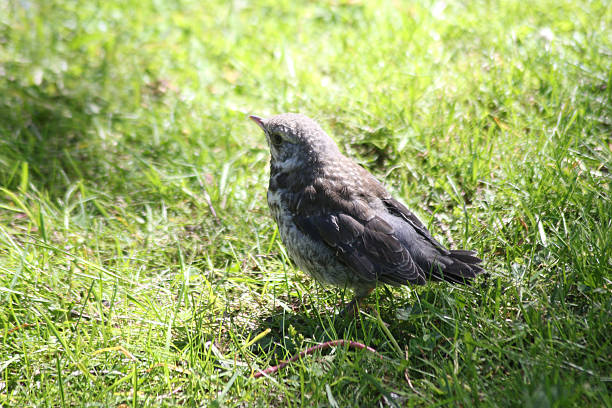 Blackbird fledgling juvenile stood on a wooden ledge