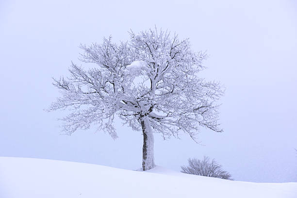 Frost and snow covered tree on a sunny winter day. The Netherlands.