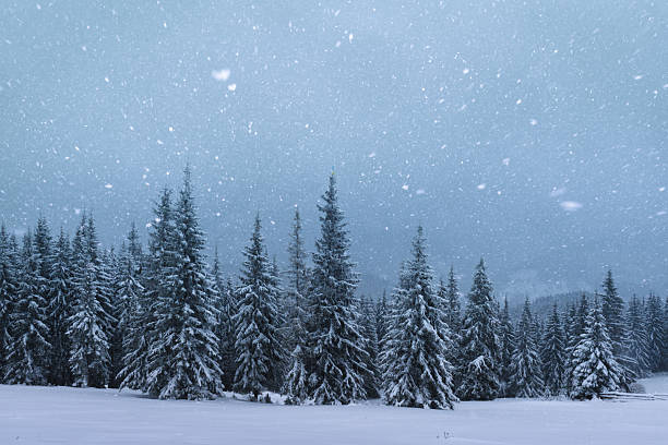 istock Dense winter forest in heavy snowfall and soft blue light 2250694039