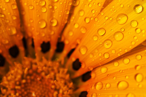 Raindrops on an yellow gazania close up.