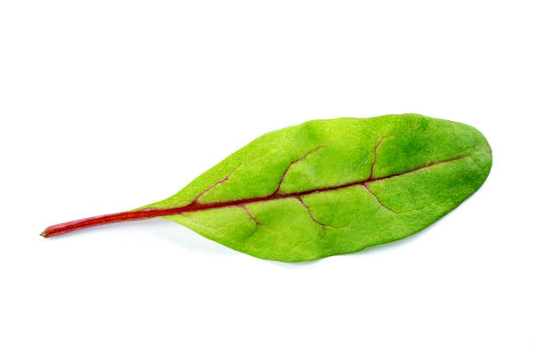 Bright green spinach leaf showing detailed veins and a striking red stem against a plain backdrop.