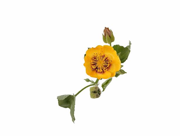 indian mallow flower (Abutilon hirtum) isolated on white background. Botanical photography for creative design