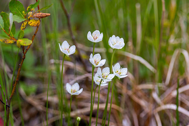 Blooming Parnassia palustris close-up. Arctic