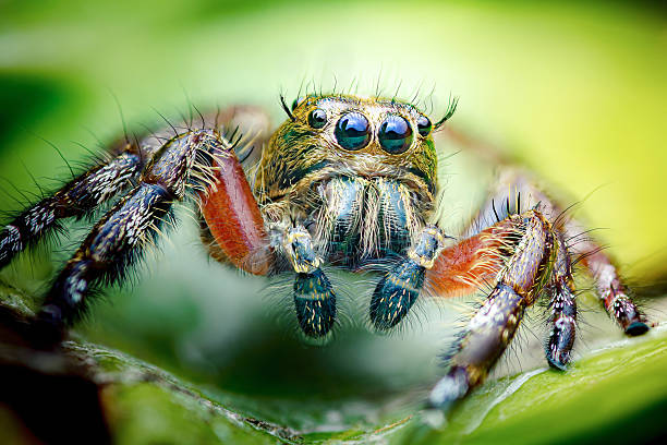 istock Jumping spider close-up with big eyes on green leaf 2250702079