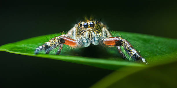 istock Jumping spider closeup on green leaf watching habitat 2250702082