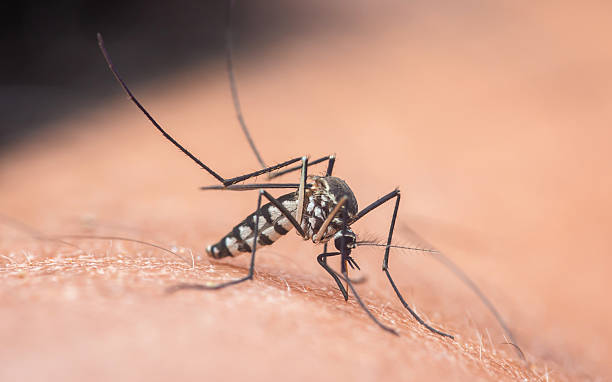 istock Mosquito biting human skin transmitting disease risk 2250702102