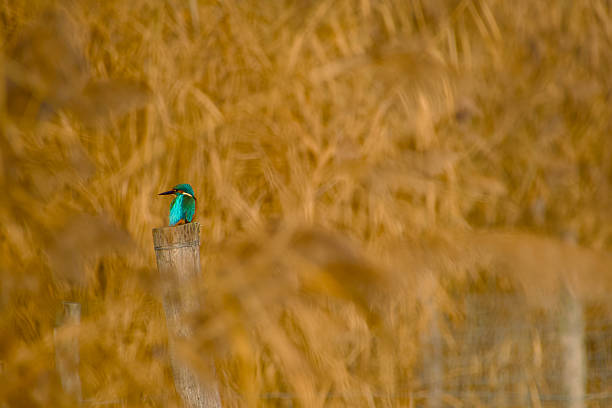 Kingfisher on a post in a lake.
