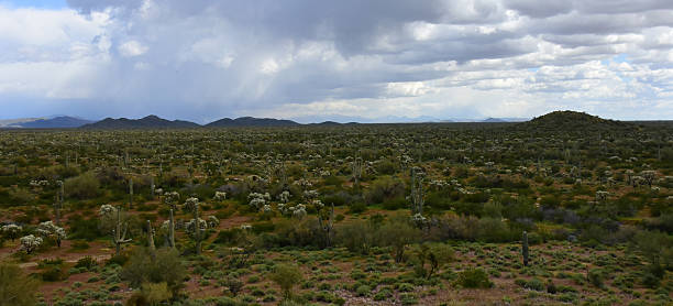 istock Landscape Sonoran Desert Arizona 2250705357