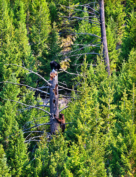 Black bear cub climbing a tree in Waterton National Park in Alberta