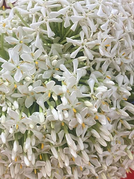 istock Delicate White Tropical Flower Bouquet Texture 2250706561