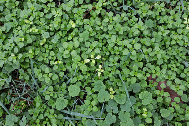 A Natural Green Ground Cover Of Small Wild Plants And Fresh Leaves With Dew Drops, Creating A Lush Organic Texture And Nature Background.