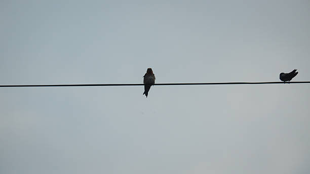 istock Silhouette of Birds Perching on a Wire Against the Sky 2250709819
