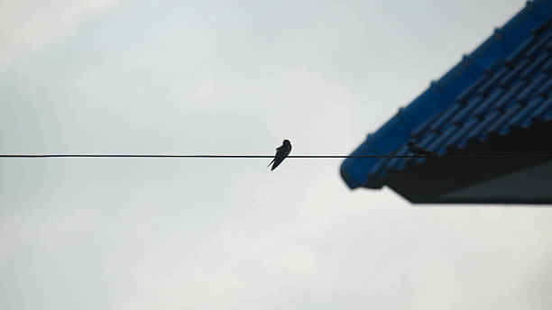 Silhouette of Birds Perching on a Wire Against the Sky