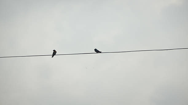 istock Silhouette of Birds Perching on a Wire Against the Sky 2250709843