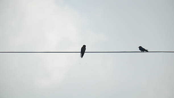 Silhouette of Birds Perching on a Wire Against the Sky