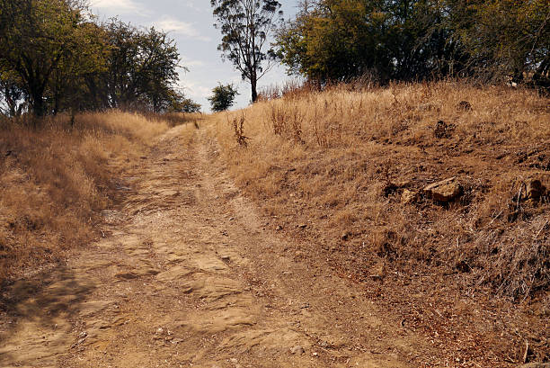 Grasses have gone to seed by the late summer, while trees and larger vegetation hold on. Four wheel drive is considered a requirement to traverse deeply-grooved outback dirt roads like this one.