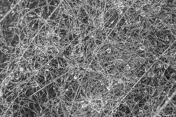 istock Frost droplets on a plant 2250711688