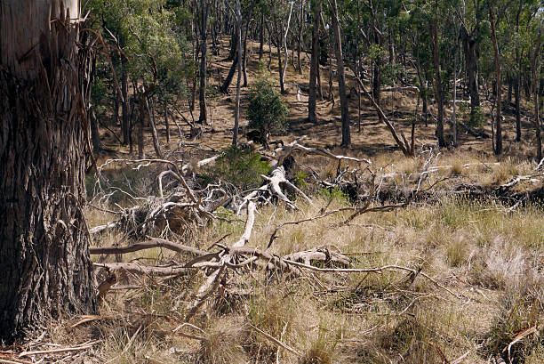 istock Bark Texture in Glenlyon Woods, Australia 2015 2250712639