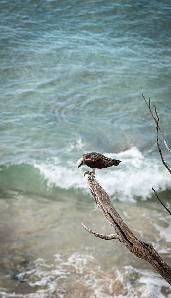 istock Osprey eating freshly caught fish on branch by ocean 2250713579