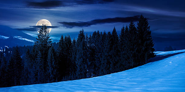 istock spruce forest on the snow covered meadow at night 2250713816
