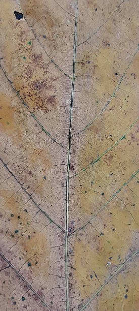 istock Close-up of a yellow leaf 2250714198
