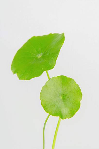 istock Two green leaves are shown in a close up 2250714347