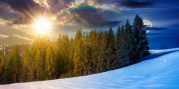 istock spruce forest on the snow covered meadow 2250714385