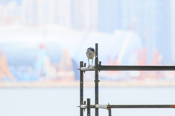 Hong Kong Wildlife