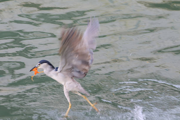 Hong Kong Wildlife