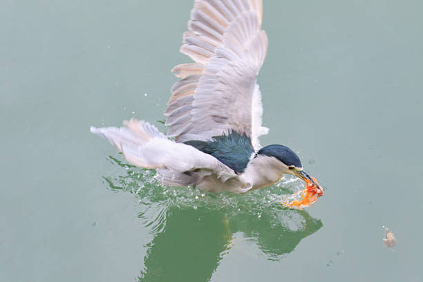 Hong Kong Wildlife