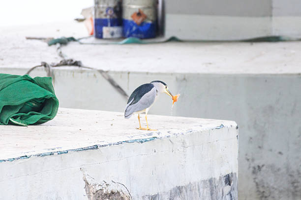 Hong Kong Wildlife