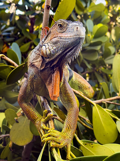 A striking adult green iguana rests among dense, sunlit foliage, displaying its vibrant mix of green, yellow, and orange hues. The detailed textures of its scales, spines, and dewlap are captured clearly as it grips the branches with its powerful claws.