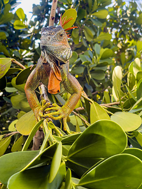 A striking adult green iguana rests among dense, sunlit foliage, displaying its vibrant mix of green, yellow, and orange hues. The detailed textures of its scales, spines, and dewlap are captured clearly as it grips the branches with its powerful claws.