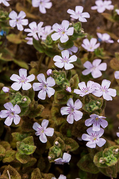 A close-up view of delicate purple and white Jamesbrittenia maxii wildflowers, showing their unique striped petals and fuzzy leaves, photographed in the dry, arid environment of the Fish River Canyon National Park, Namibia