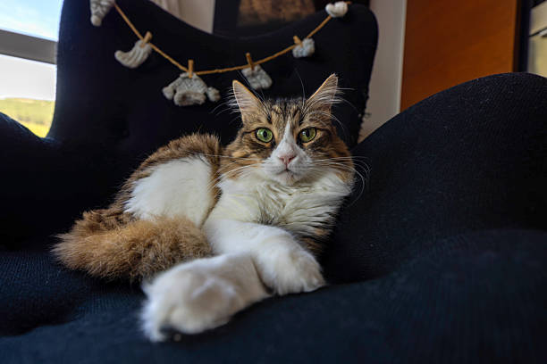 A close-up image of a relaxed domestic cat resting on a dark chair. The cat’s green eyes, fluffy fur, and calm posture create a cozy and warm indoor atmosphere. Perfect for themes related to pets, comfort, relaxation, and home life.