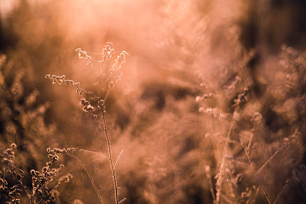 istock Frosted plant catching warm morning light in autumn field 2250726592