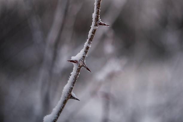 Winter in mountains