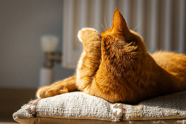 Beautiful domestic cat is resting on pillow in living room at home.