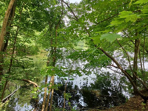 istock Lakes Edge Hidden In the Forest Tree Land 2250728836