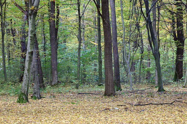 istock ​A tranquil forest landscape featuring tall, straight tree trunks rising toward the autumn canopy. The ground is covered by a dense carpet of fallen yellow leaves. 2250733103