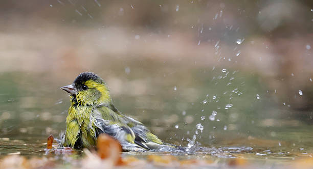 istock Eurasian Siskin (Carduelis spinus) Male bathing 2250733732