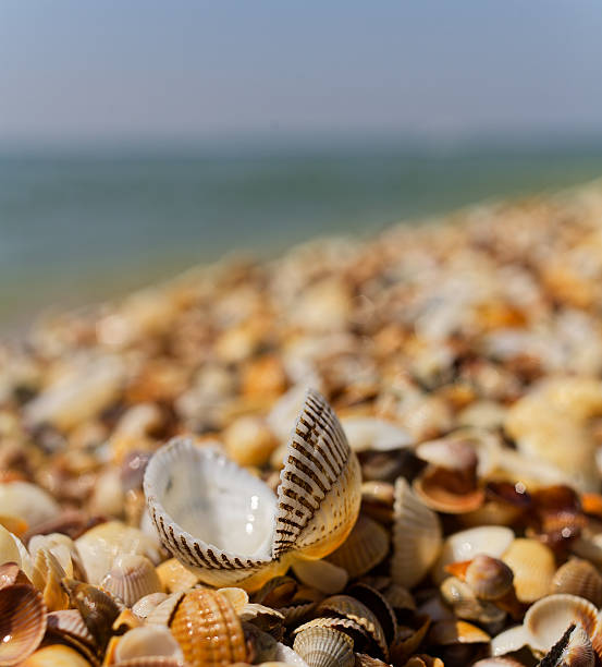 Close-Up of Shells on Sandy Beach Shore Under Bright Sunlight. Colorful shells scattered on sandy beach reflect sunlight beautifully. Diverse shapes and sizes create a vibrant coastal scene, perfect